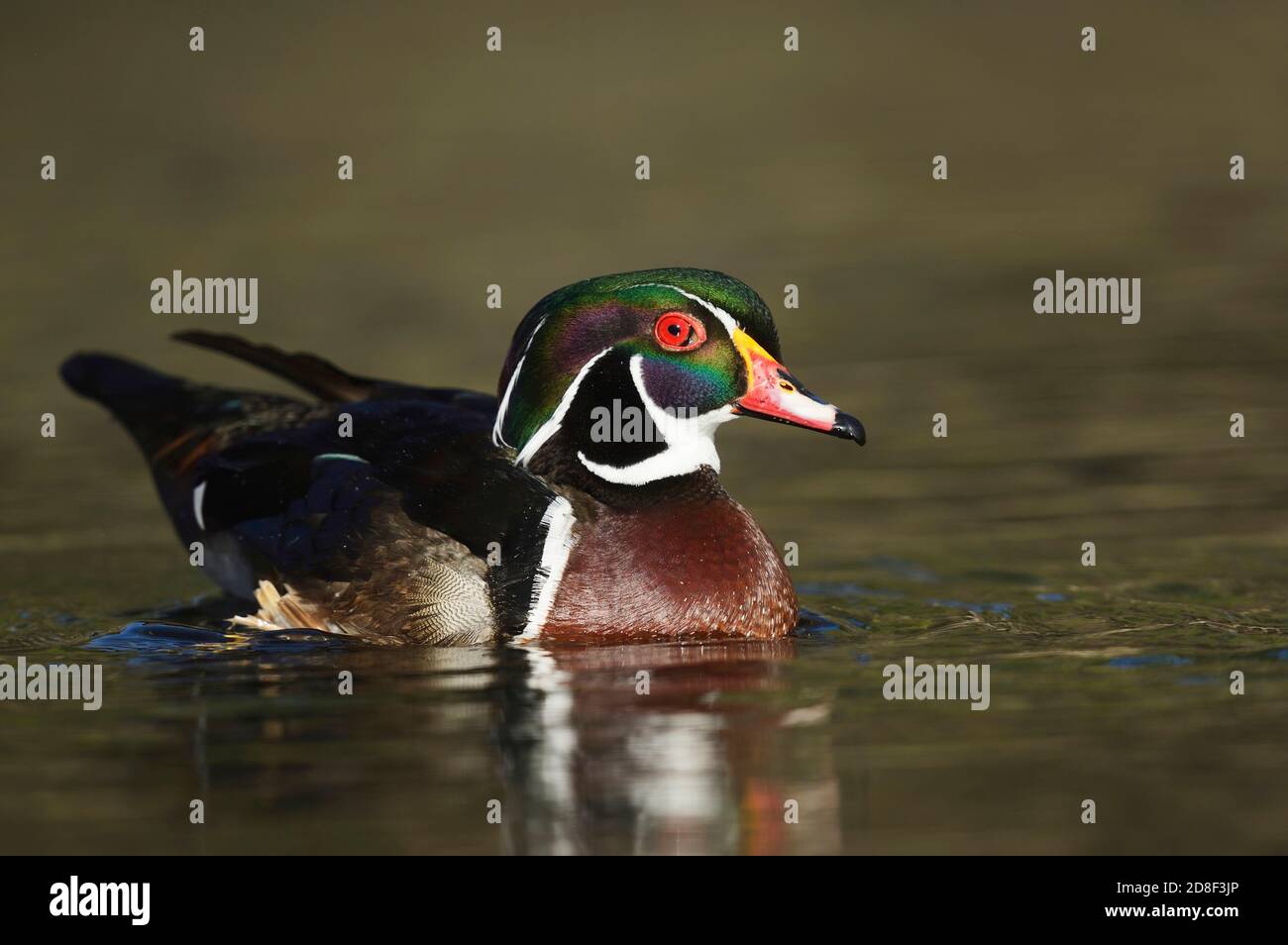 Wood Duck (Aix sponsa), adult male, Hill Country, Central Texas, USA Stock Photo