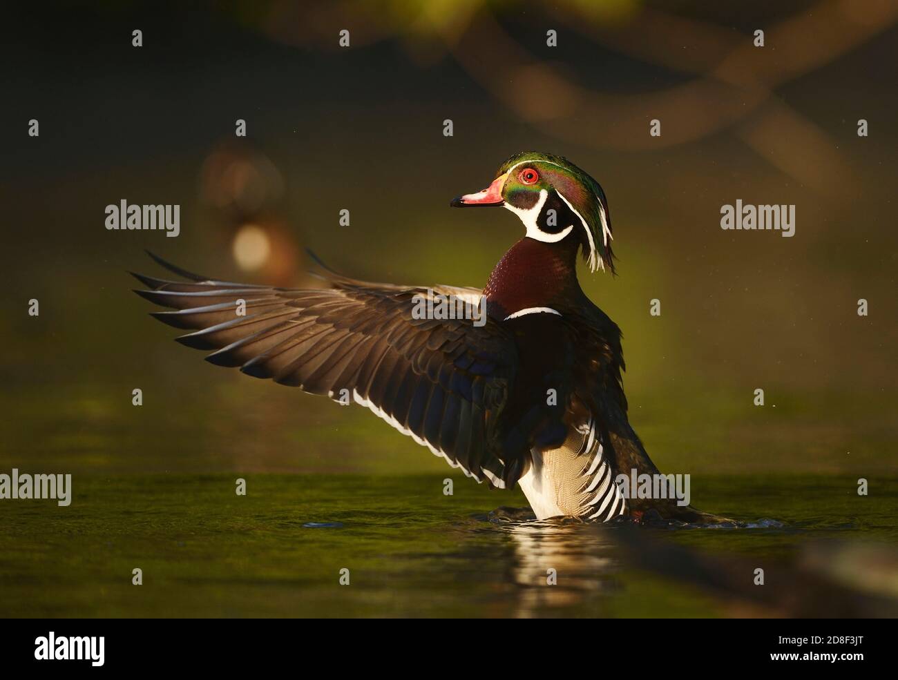 Wood Duck (Aix sponsa), adult male flapping wings, Hill Country, Central Texas, USA Stock Photo