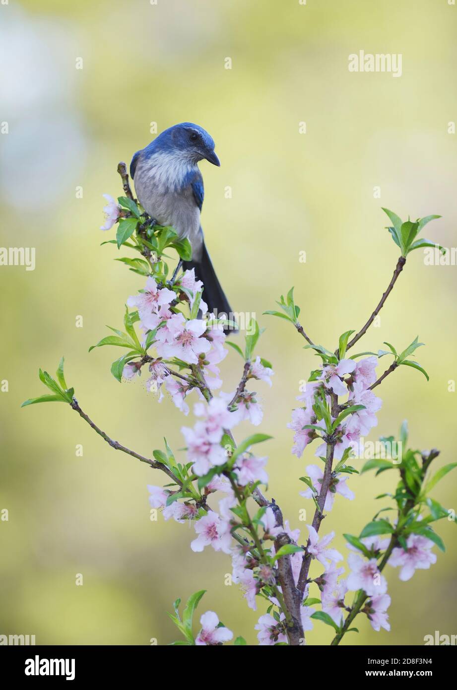 Western Scrub-Jay (Aphelocoma californica), adult perched in blooming Peach tree (Prunus persica), Hill Country, Central Texas, USA Stock Photo