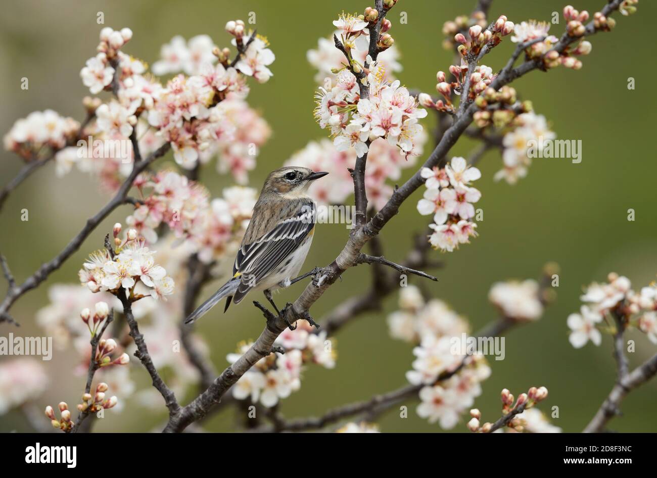 Yellow-rumped Warbler (Dendroica coronata), adult perched in blooming Mexican Plum  (Prunus mexicana), Hill Country, Central Texas, USA Stock Photo