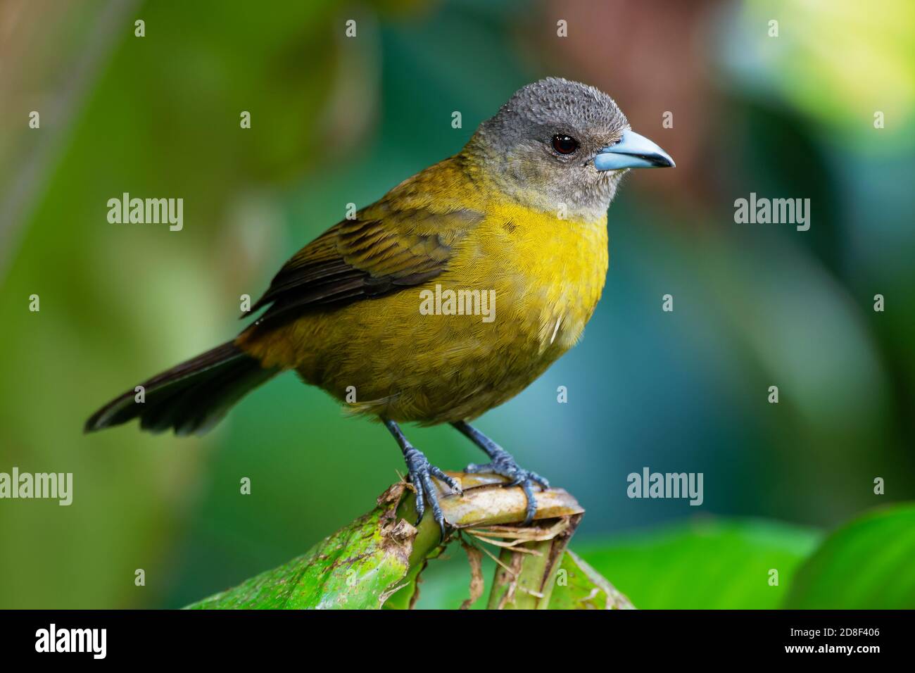 Cherrie's Tanager - Ramphocelus costaricensis is a medium-sized passerine bird. This tanager is a resident breeder in the Pacific lowlands of Costa Ri Stock Photo