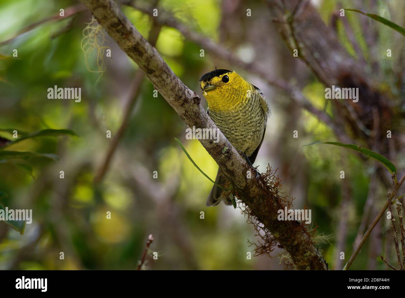 Barred Becard - Pachyramphus versicolor  small passerine black and yellow and white bird, resident breeding in highlands from Costa Rica to Ecuador an Stock Photo
