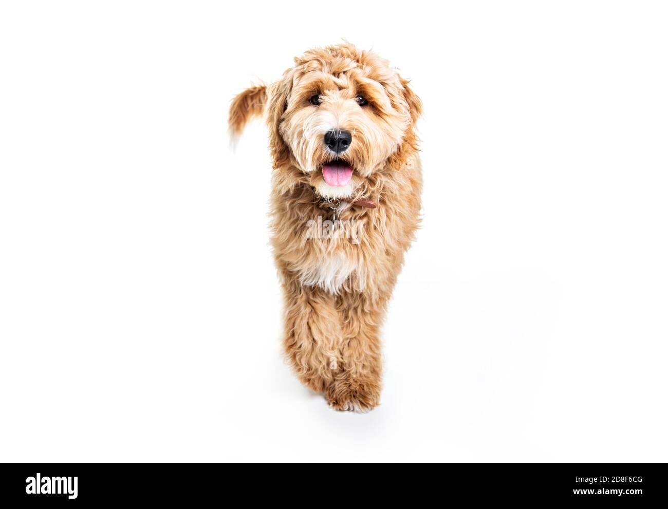 Golden Labradoodle dog isolated on white background Stock Photo - Alamy