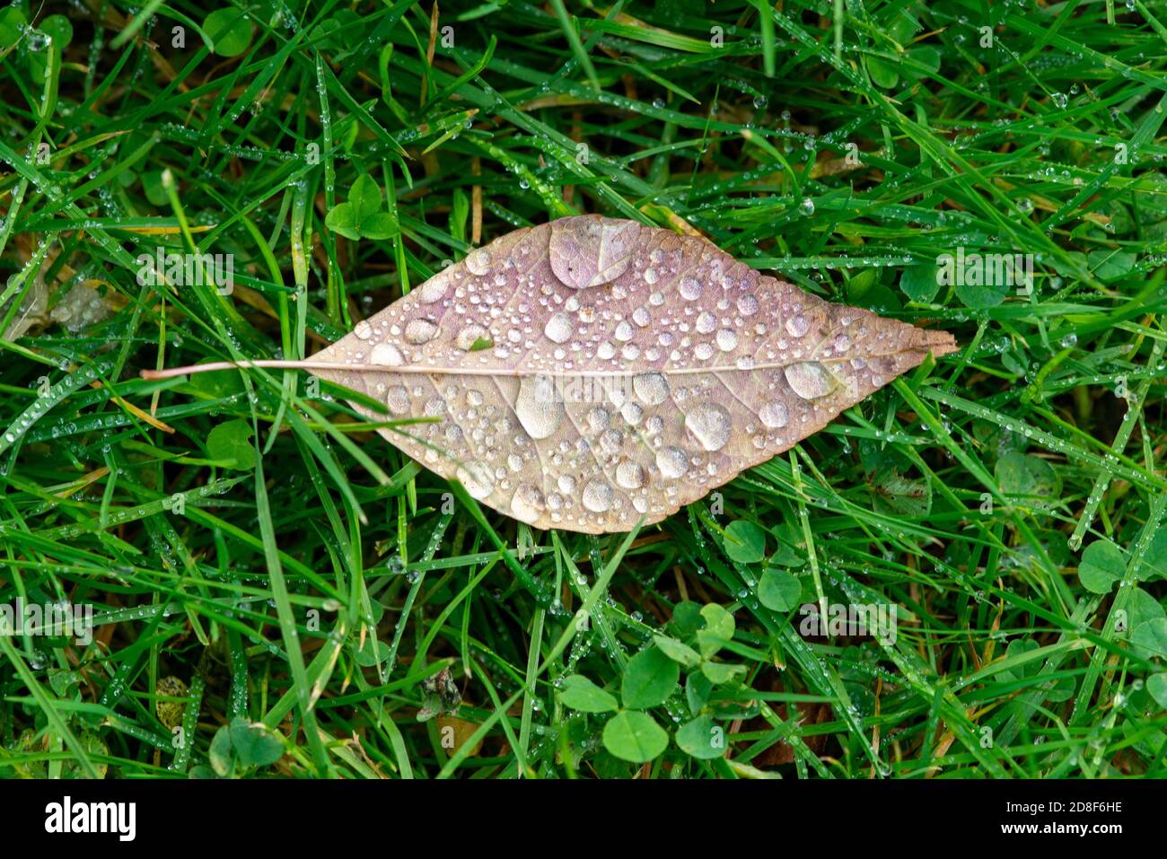 A close up of a small brown dead elm leaf laying on grass and clover with raindrops on the leaf. The grass is a vibrant green color. Stock Photo