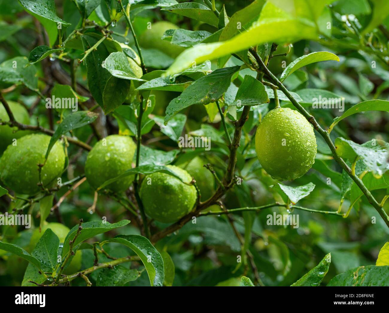 Lemon fruit on a tree in the rain Stock Photo