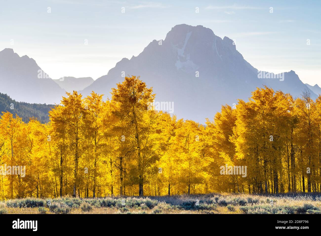 Aspen Trees And Mt Moran Autumn Grand Teton National Park Wy Usa