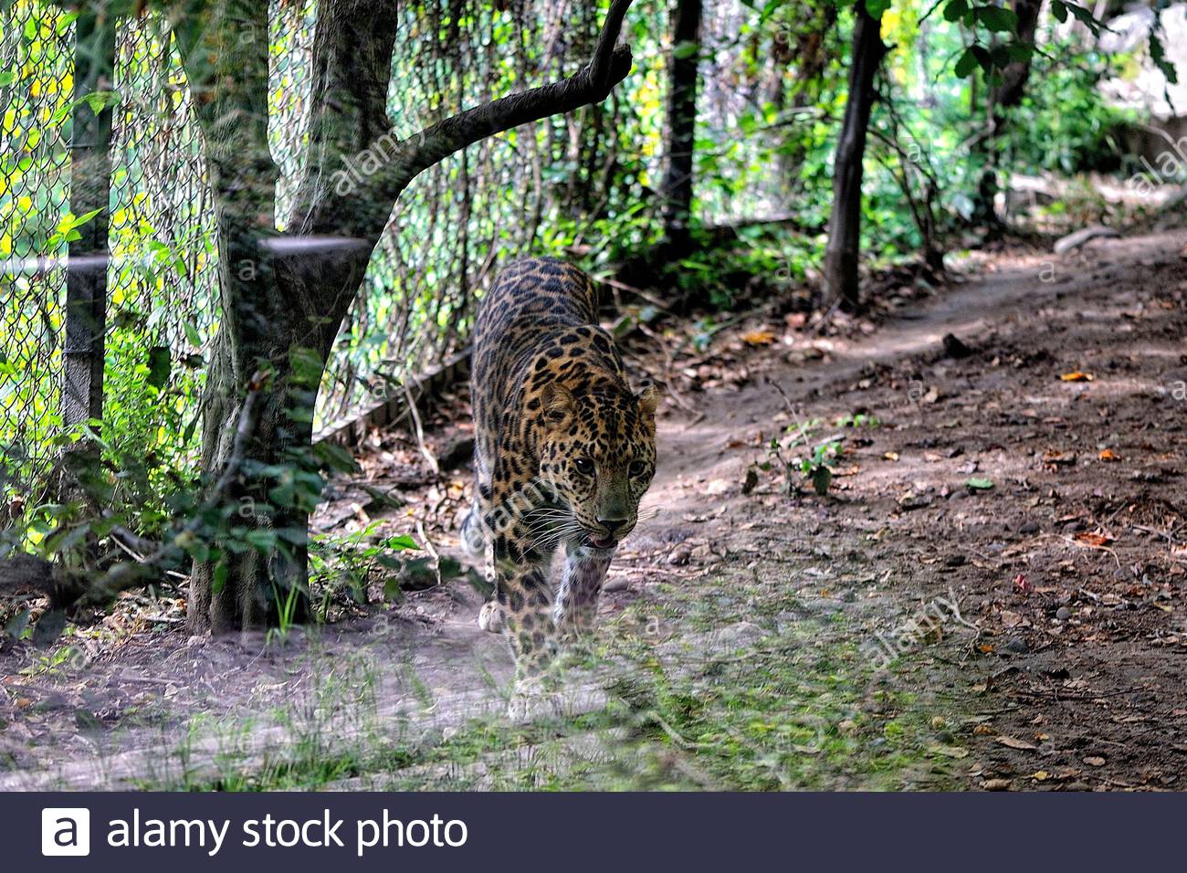 Amur Leopard Teeth High Resolution Stock Photography and Images - Alamy