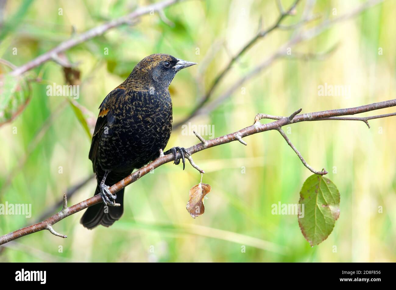 A Red-winged Blackbird non-breeding male on a tree branch in the fall. (Agelaius phoeniceus) Stock Photo