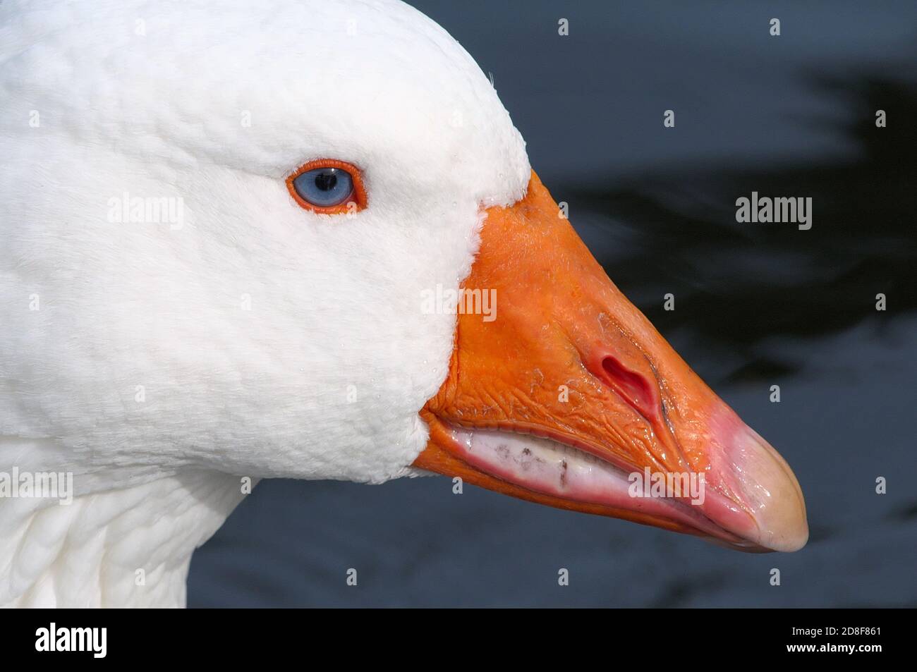 Domestic goose (Anser anser domesticus) closeup profile showing the blue eye with orange bill. Stock Photo