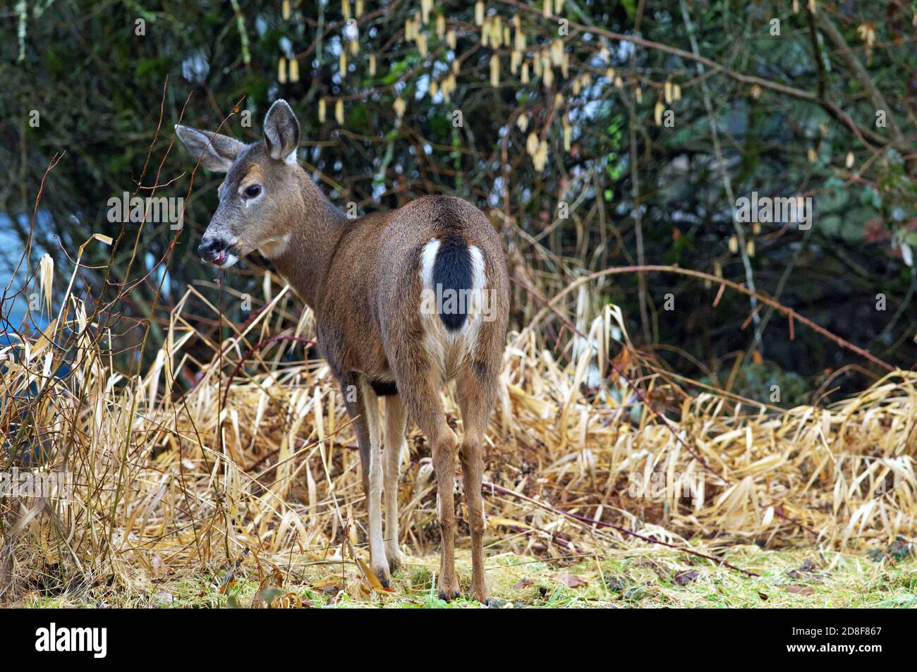 Columbian Blacktail Deer (Odocoileus hemionus columbianus) looking back