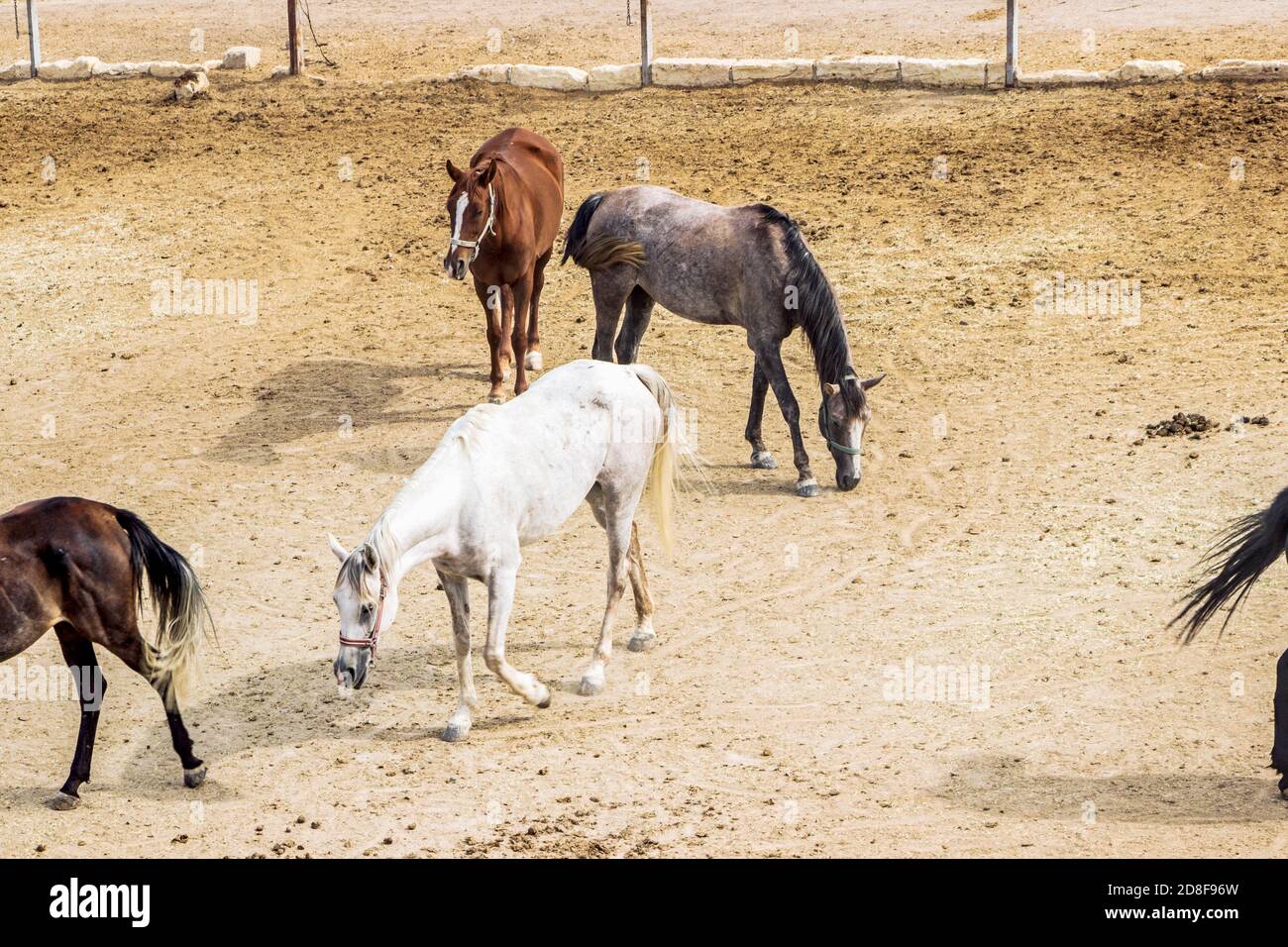Turkish horses in ranch in Cappadocia Stock Photo - Alamy