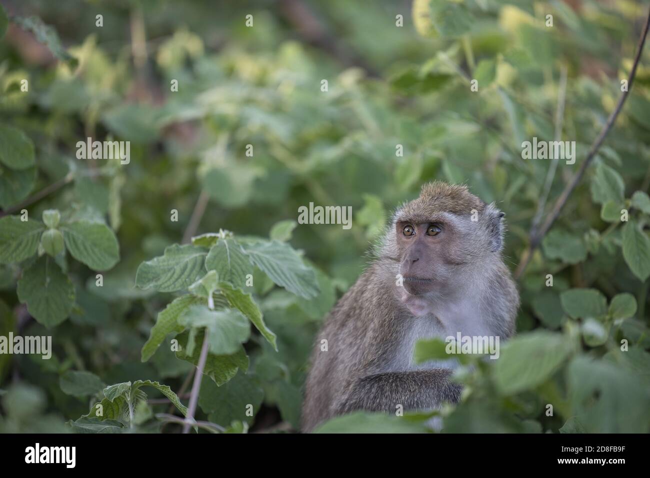 This unique photo shows a wild monkey sitting in a bush. its fur structure can be seen very well. Stock Photo