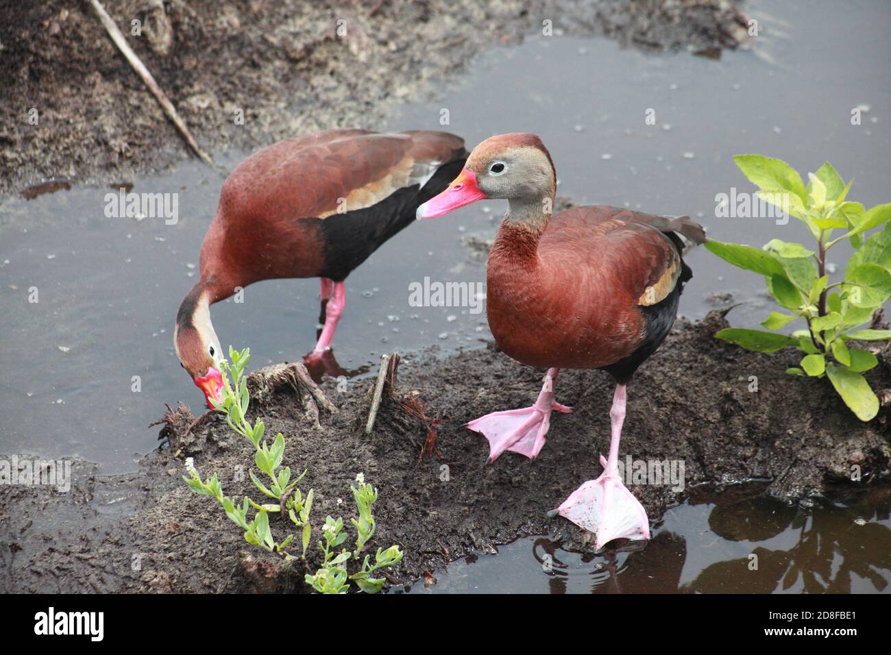 A pair of whistling ducks Stock Photo