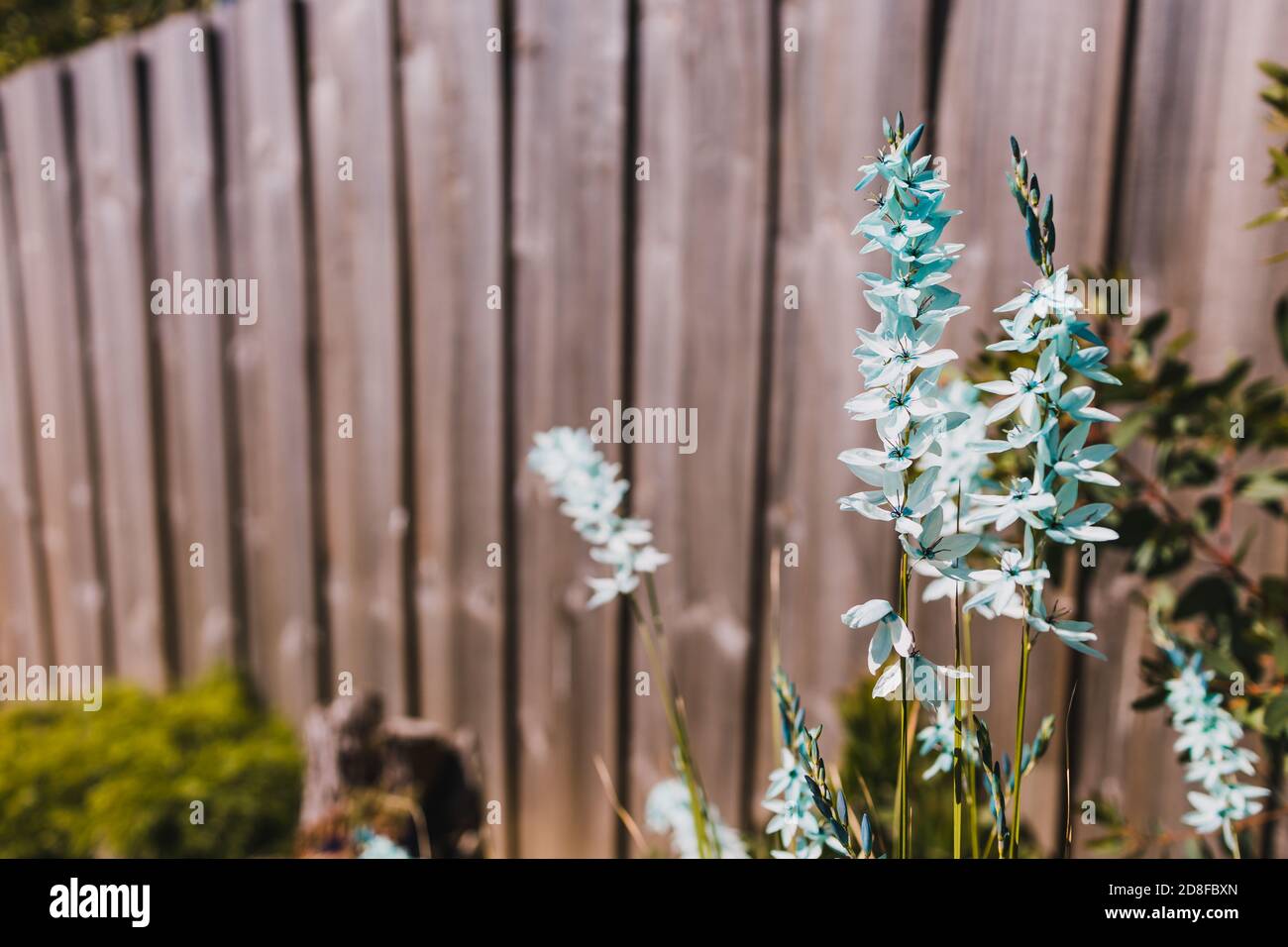 Close Up Of Ixia African Corn Lilies Plant Outdoor In Sunny Backyard Shot At Shallow Depth Of Field Stock Photo Alamy