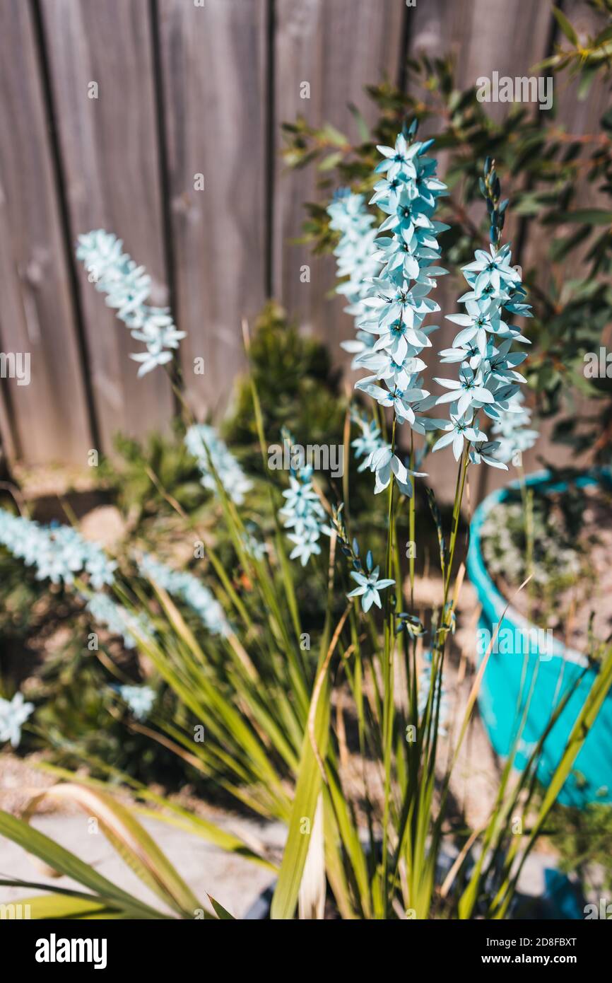 closeup of Ixia African Corn Lilies plant outdoor in sunny backyard