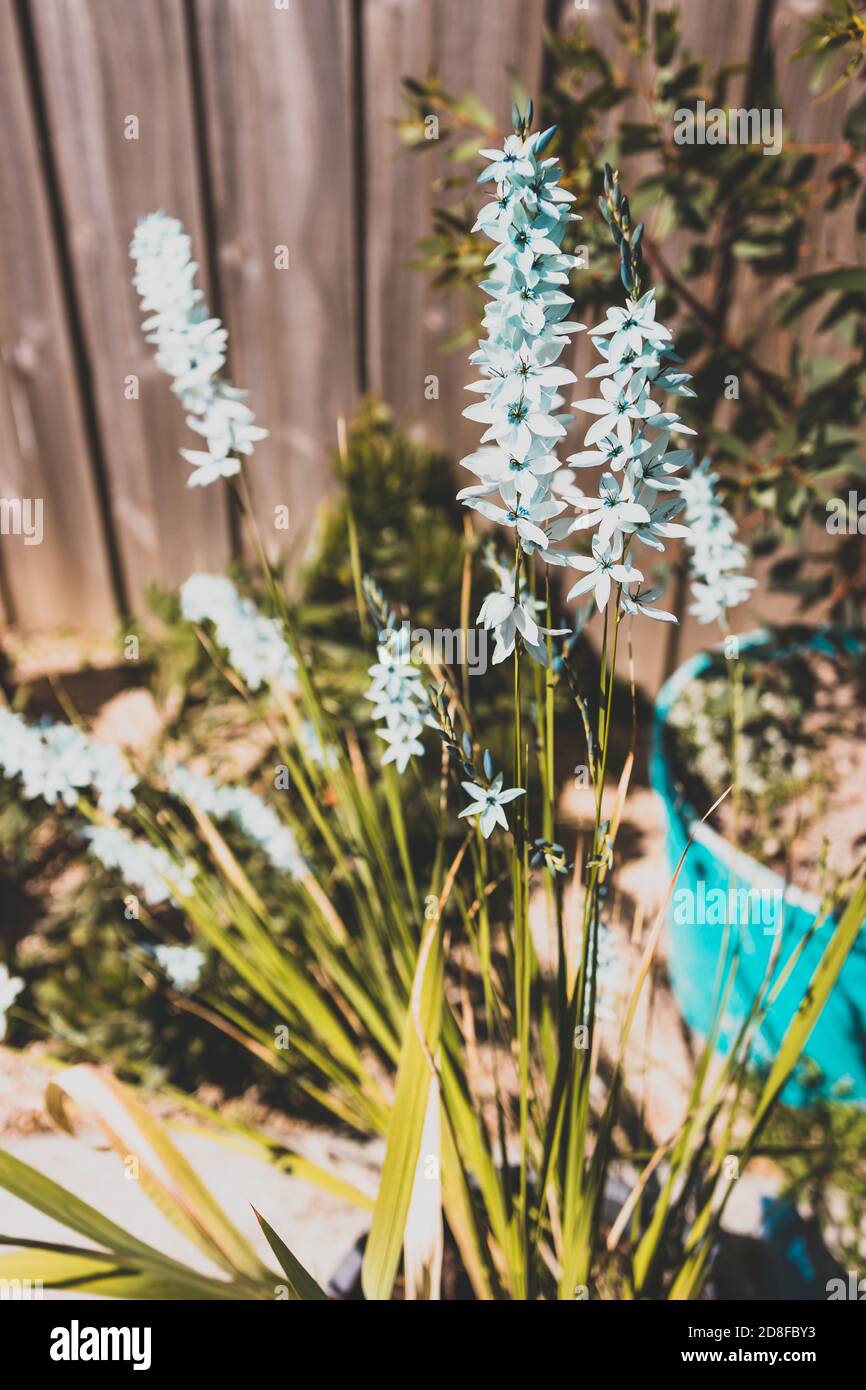 Close Up Of Ixia African Corn Lilies Plant Outdoor In Sunny Backyard Shot At Shallow Depth Of Field Stock Photo Alamy
