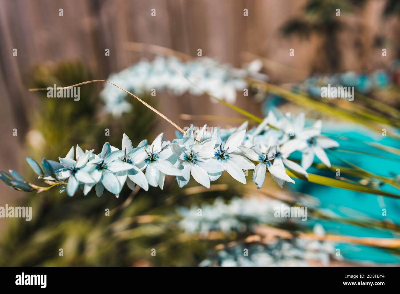 Close Up Of Ixia African Corn Lilies Plant Outdoor In Sunny Backyard Shot At Shallow Depth Of Field Stock Photo Alamy
