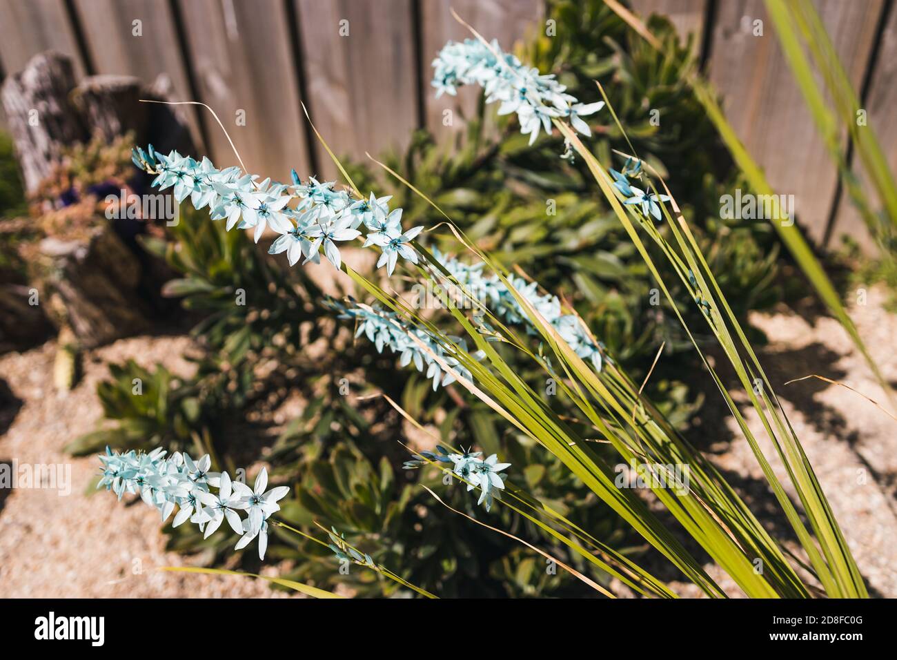 Close Up Of Ixia African Corn Lilies Plant Outdoor In Sunny Backyard Shot At Shallow Depth Of Field Stock Photo Alamy
