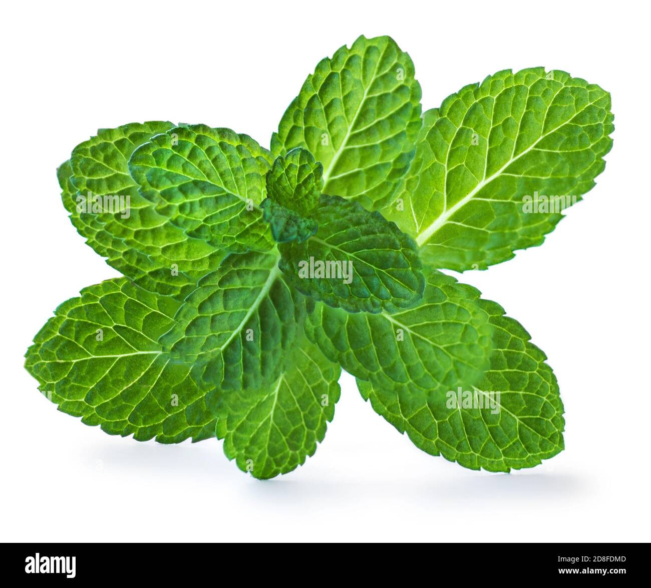 peppermint white background pictures peppermint white background pictures