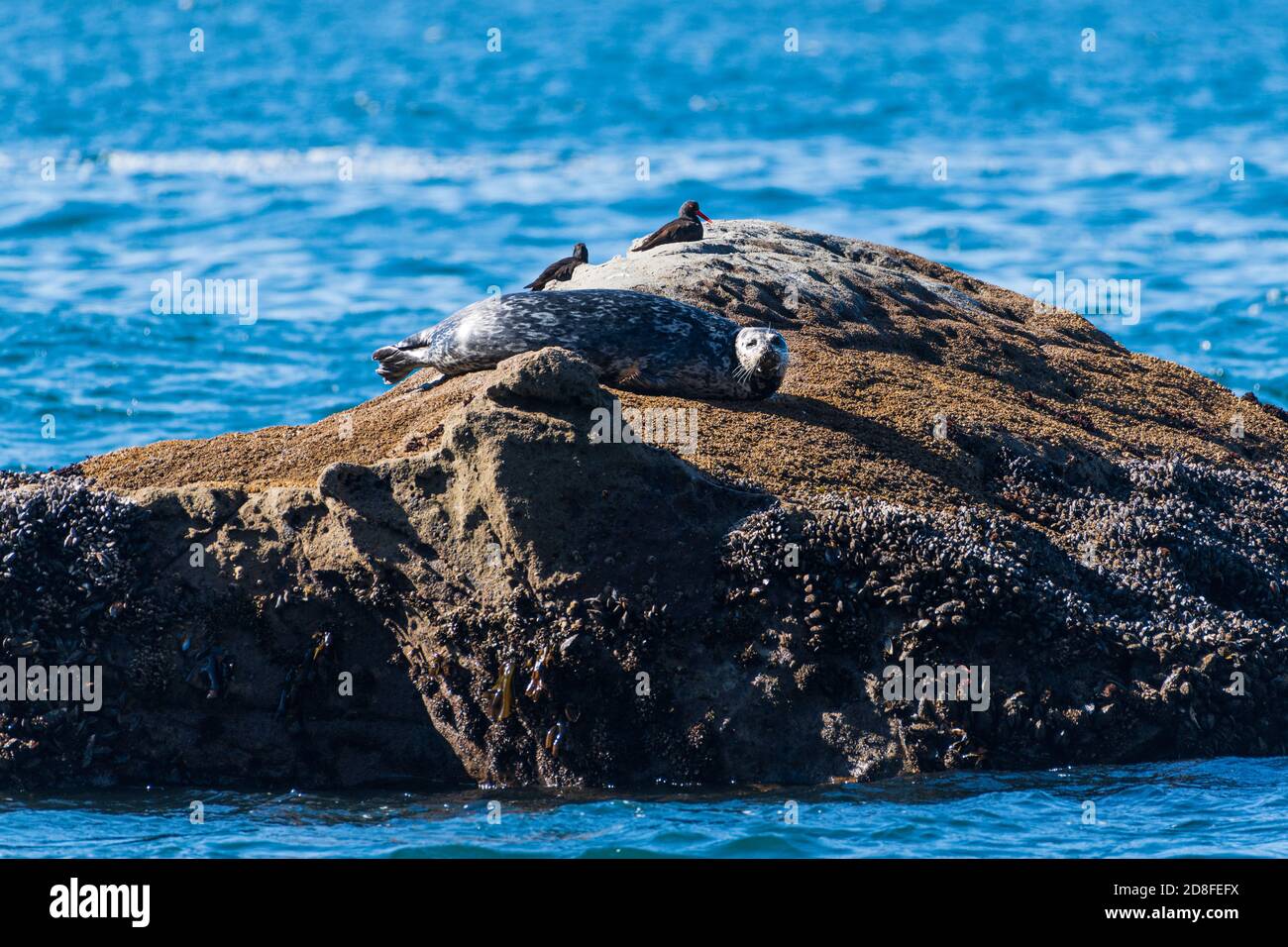 harbor seal and Oyster Catchers at  Salt Point Sate Park along highway 1 on California's Pacific coast. Stock Photo