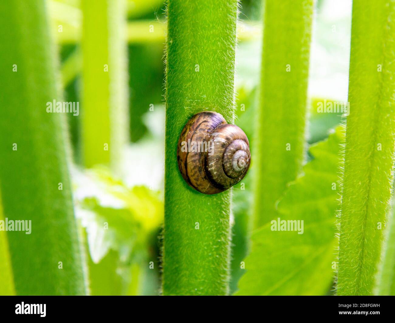 Forest snail in a striped shell in natural habitat on a plant stem, close-up and selective focus Stock Photo