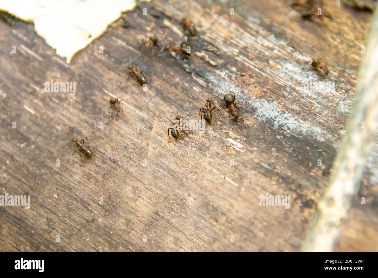 large forest ants move along a log, selective focus Stock Photo