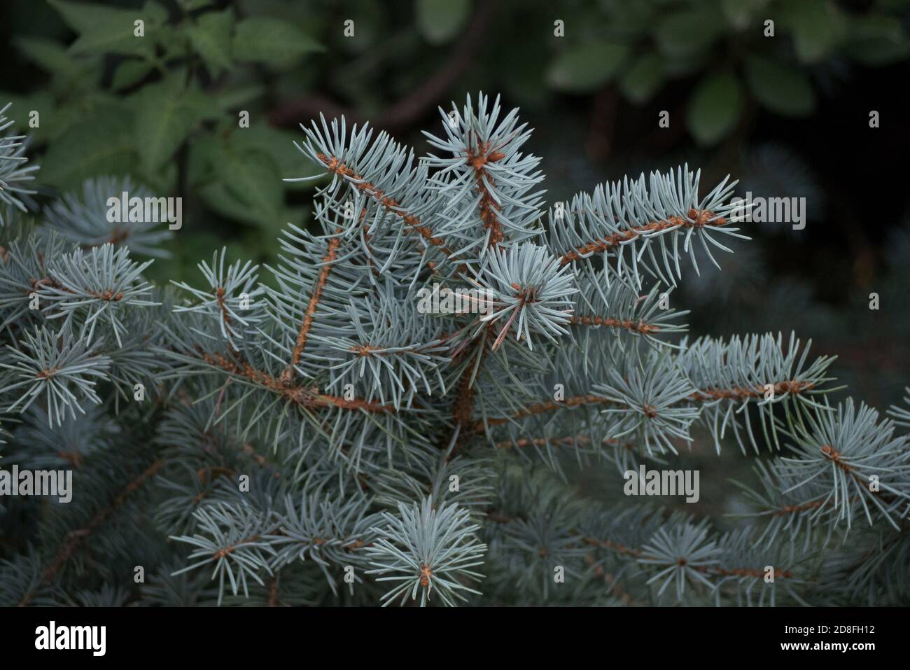 Short-Needled Japanese Blue Pine in Ontario, Canada, North America Stock Photo