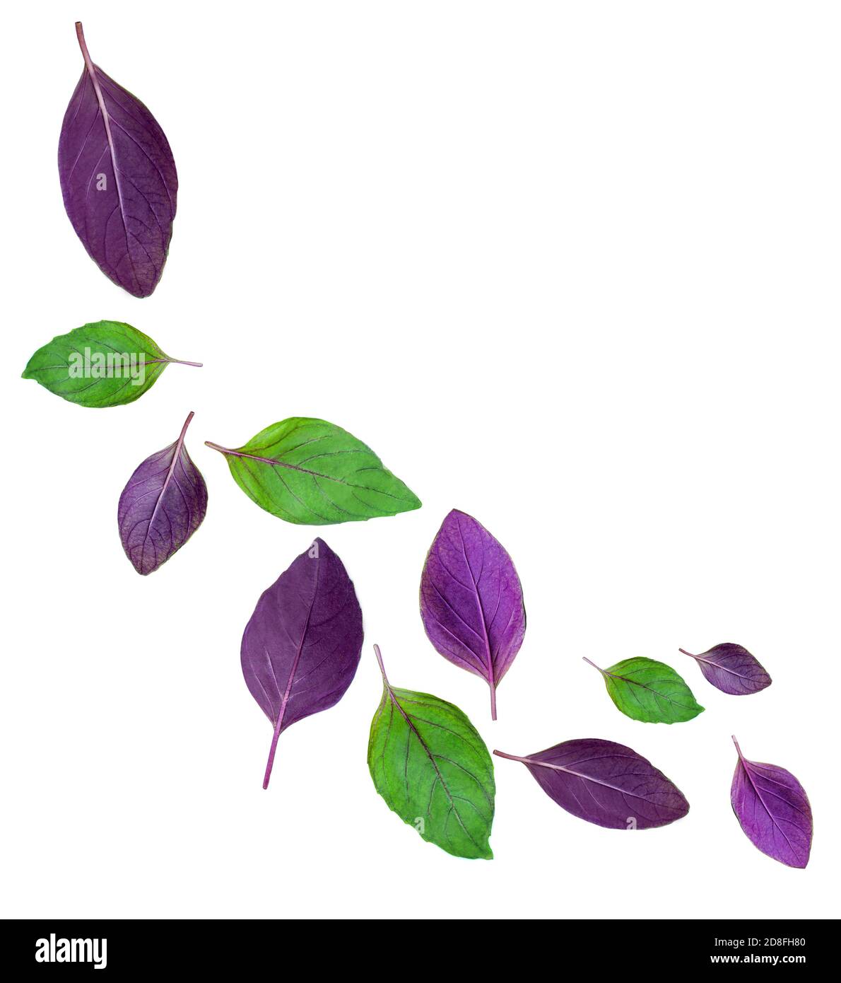 Flying Fresh basil herb leaves isolated on white background. Purple and