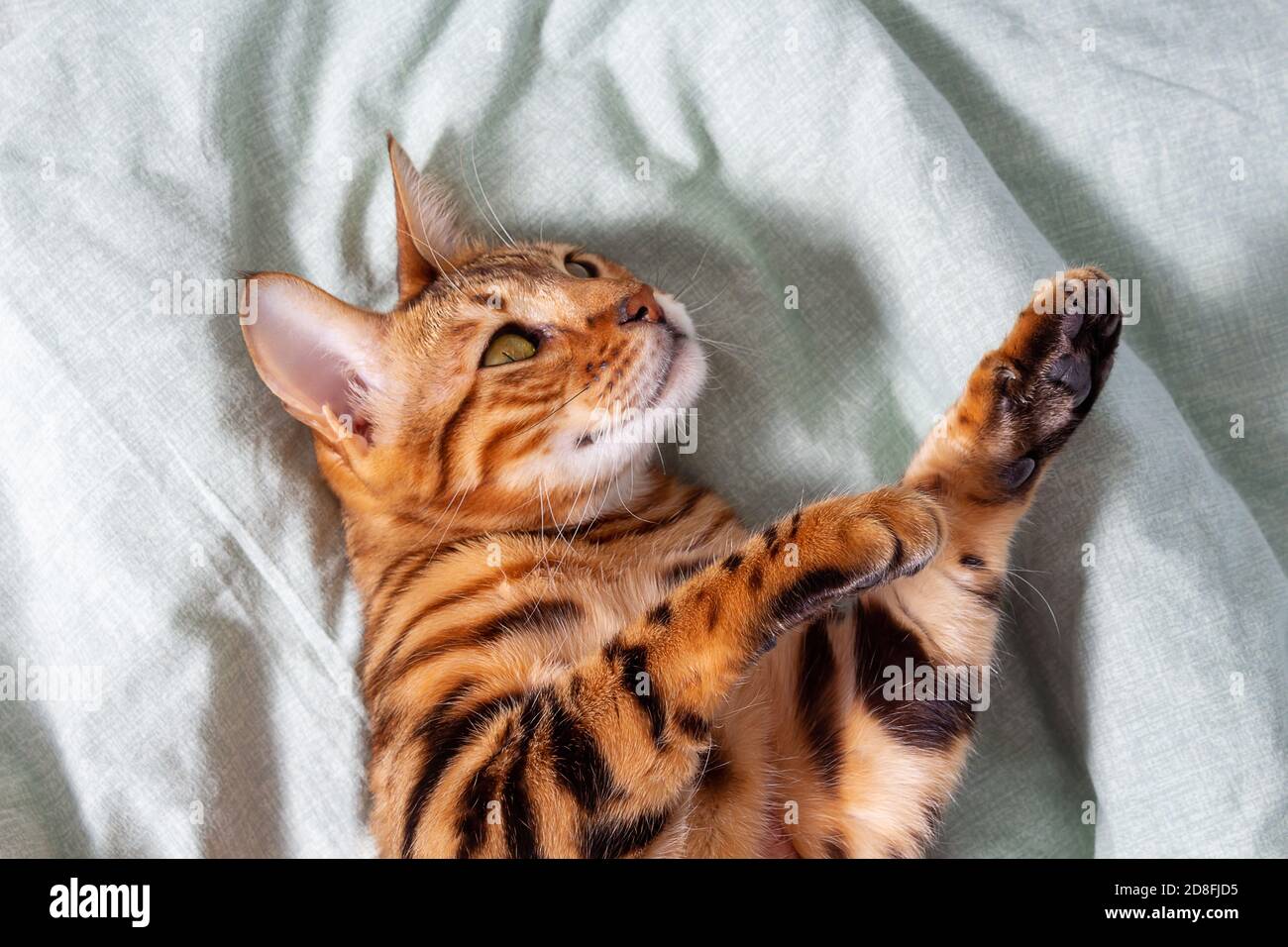 Amazing domestic bengal cat resting on bed. Top view of young cat. Pet relaxing on owner's bed