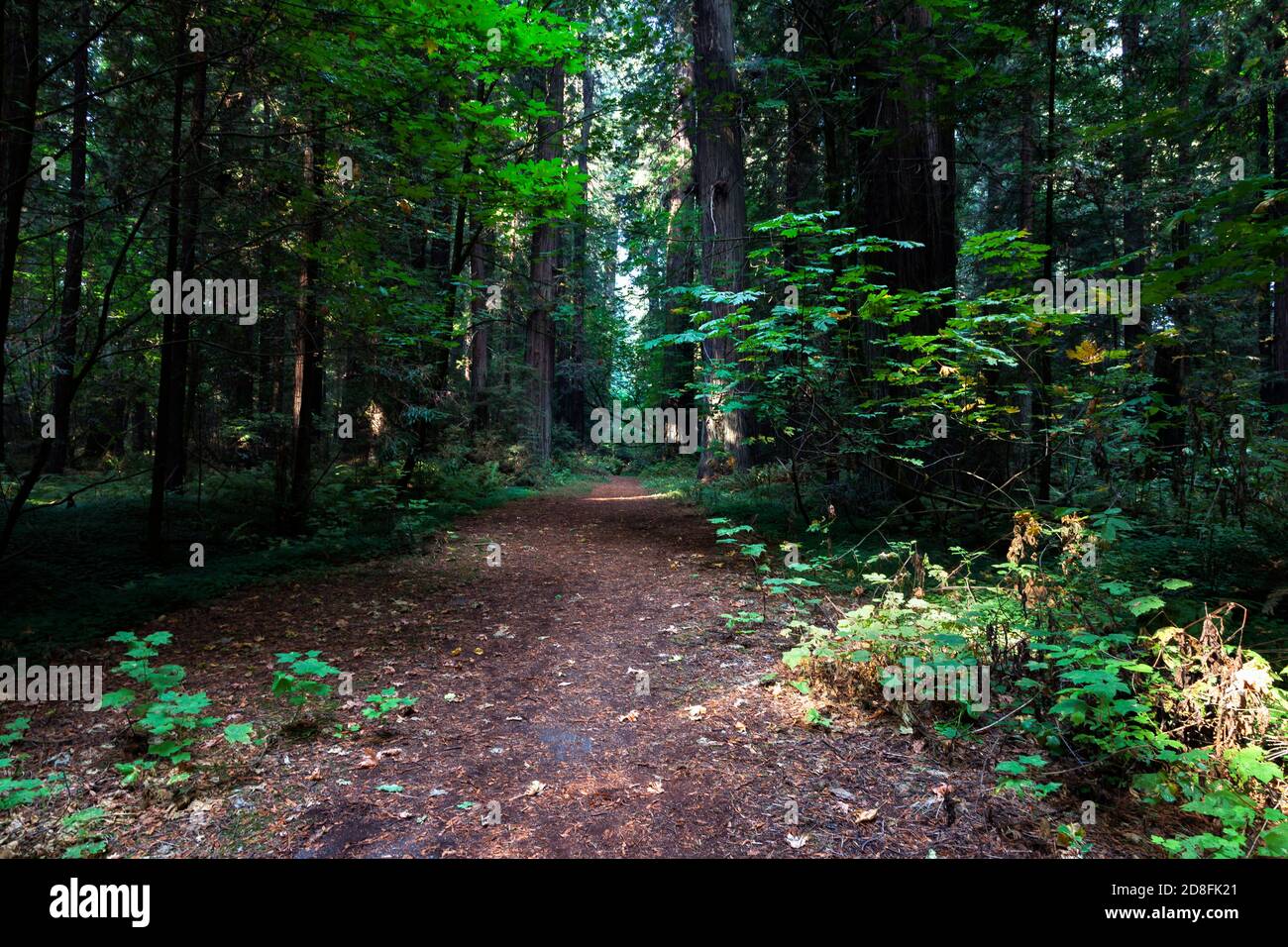 Abandoned section of the Avenue of the Giants and US 101 near Pepperwood along the Redwood Highway in Northern California. Closed to traffic since 196 Stock Photo