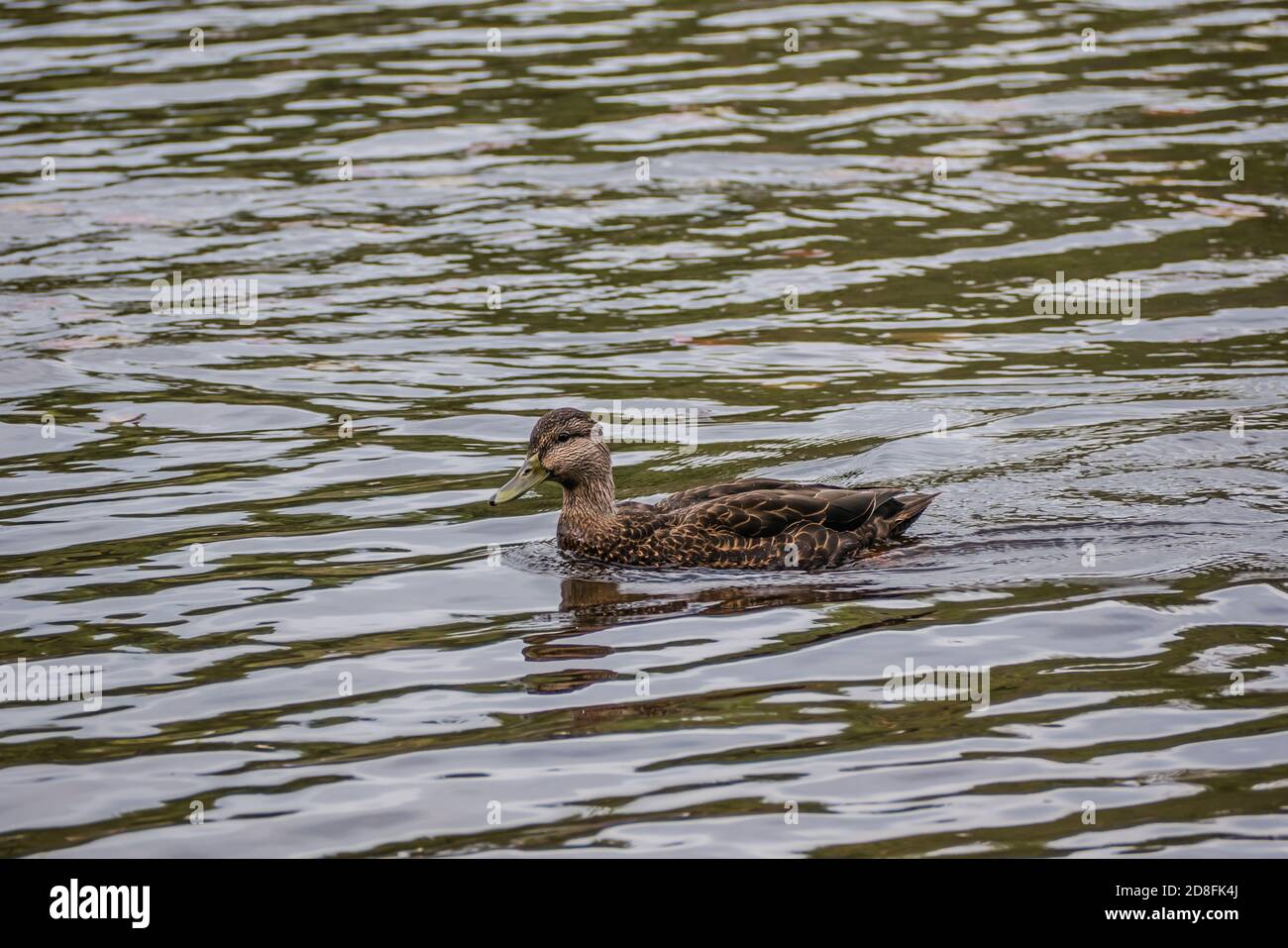 wild duck swimming in waterloo at Algonquin park Canada Stock Photo