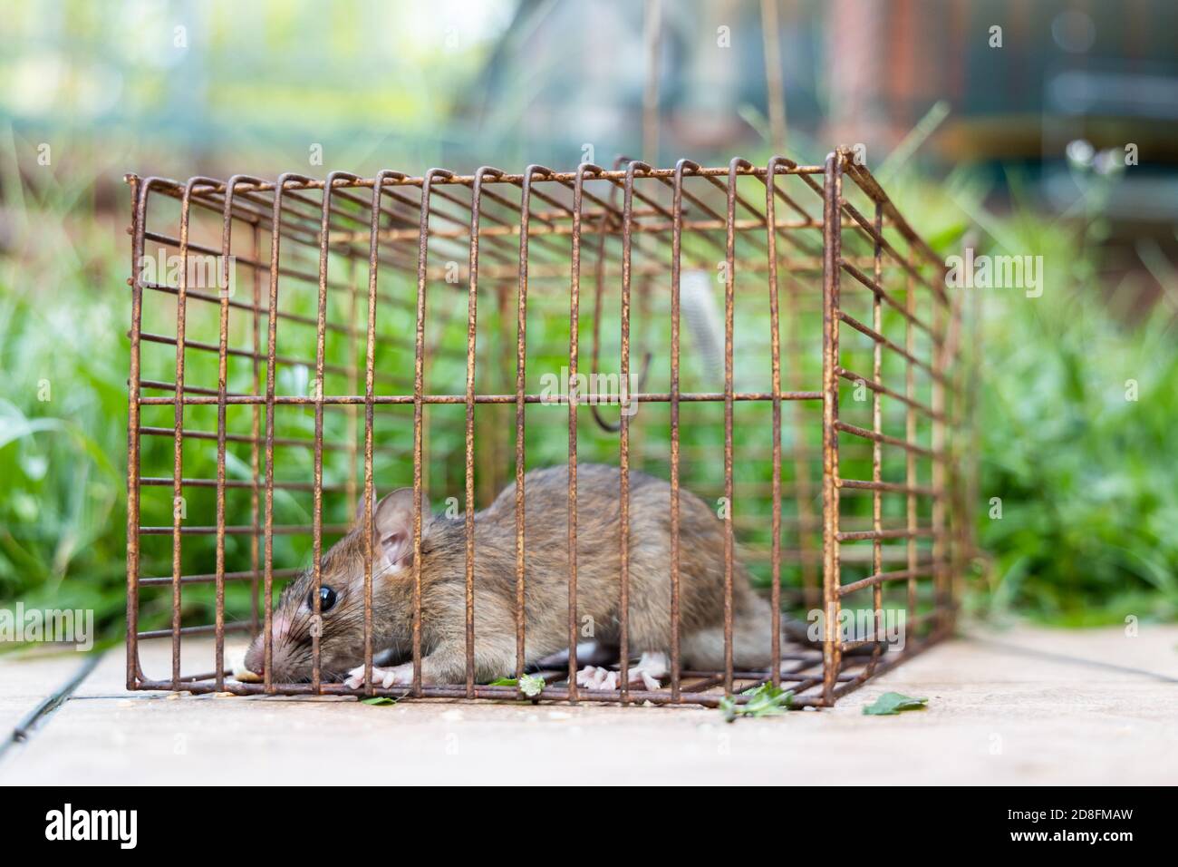 Closeup of rat mouse caught in rat trap cage Stock Photo - Alamy