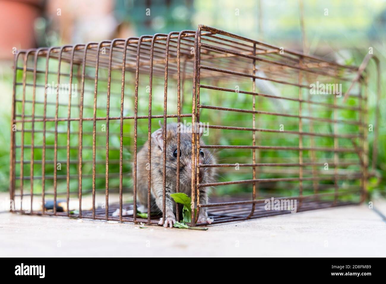 Closeup of rat mouse caught in rat trap cage Stock Photo