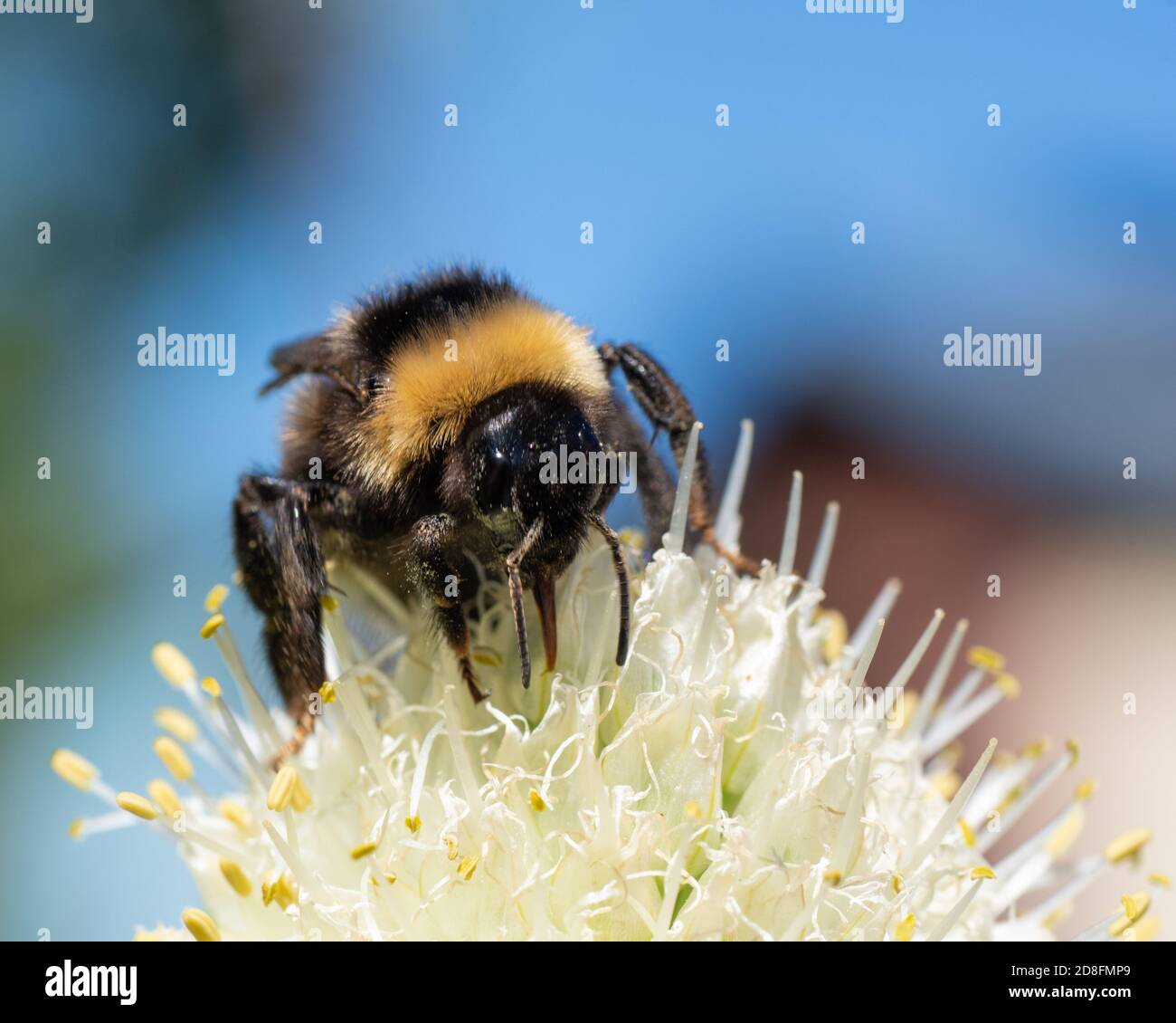 A closeup of a bumblebee on a yellow onion flower pollen. Collecting pollen for honey production. Closeup Copy Space Stock Photo