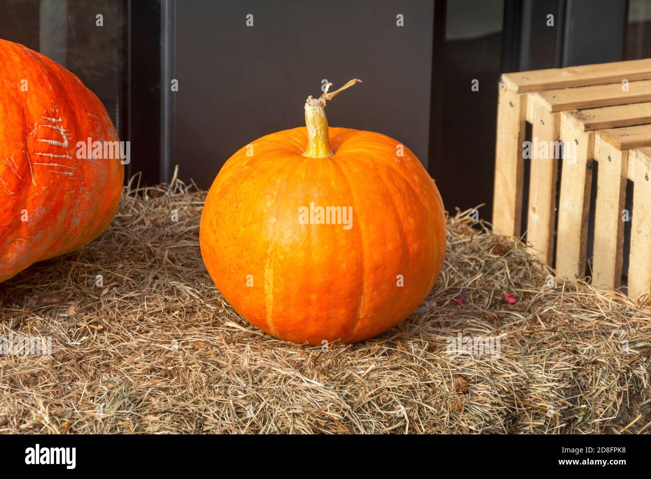 Real orange pumpkin on stack of straw and hay in interior decor. Autumn ...
