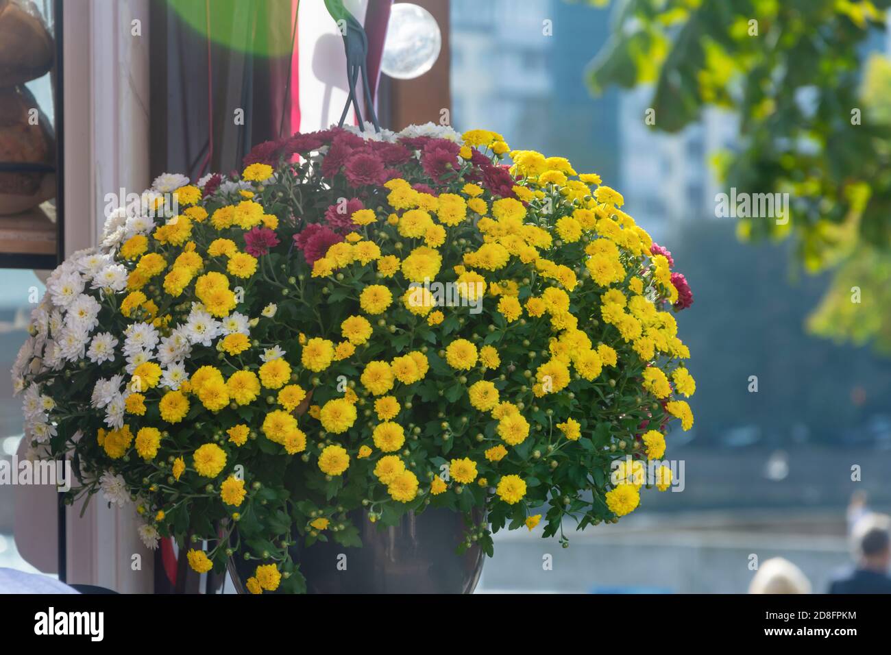 Autumn bouquet of chrysanthemums on the window. Large stack of yellow, red and white flowers. Selective focus, fog view. Stock Photo