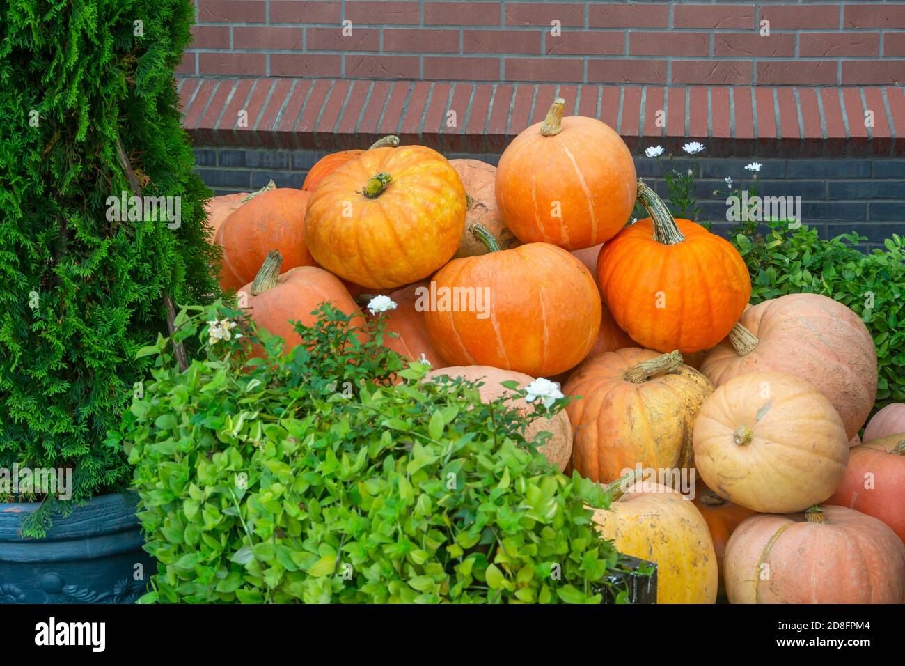 Lots of ripe yellow pumpkins in heap. Autumn decor rustic style. Stock Photo