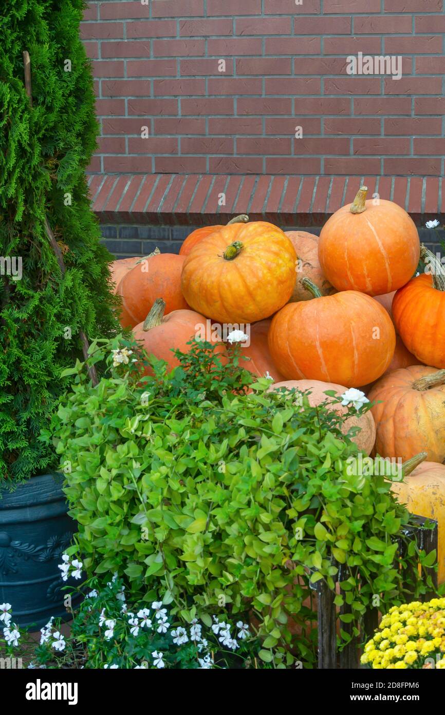 Bunch of ripe yellow pumpkins in village. Good harvest in autumn. Stock Photo