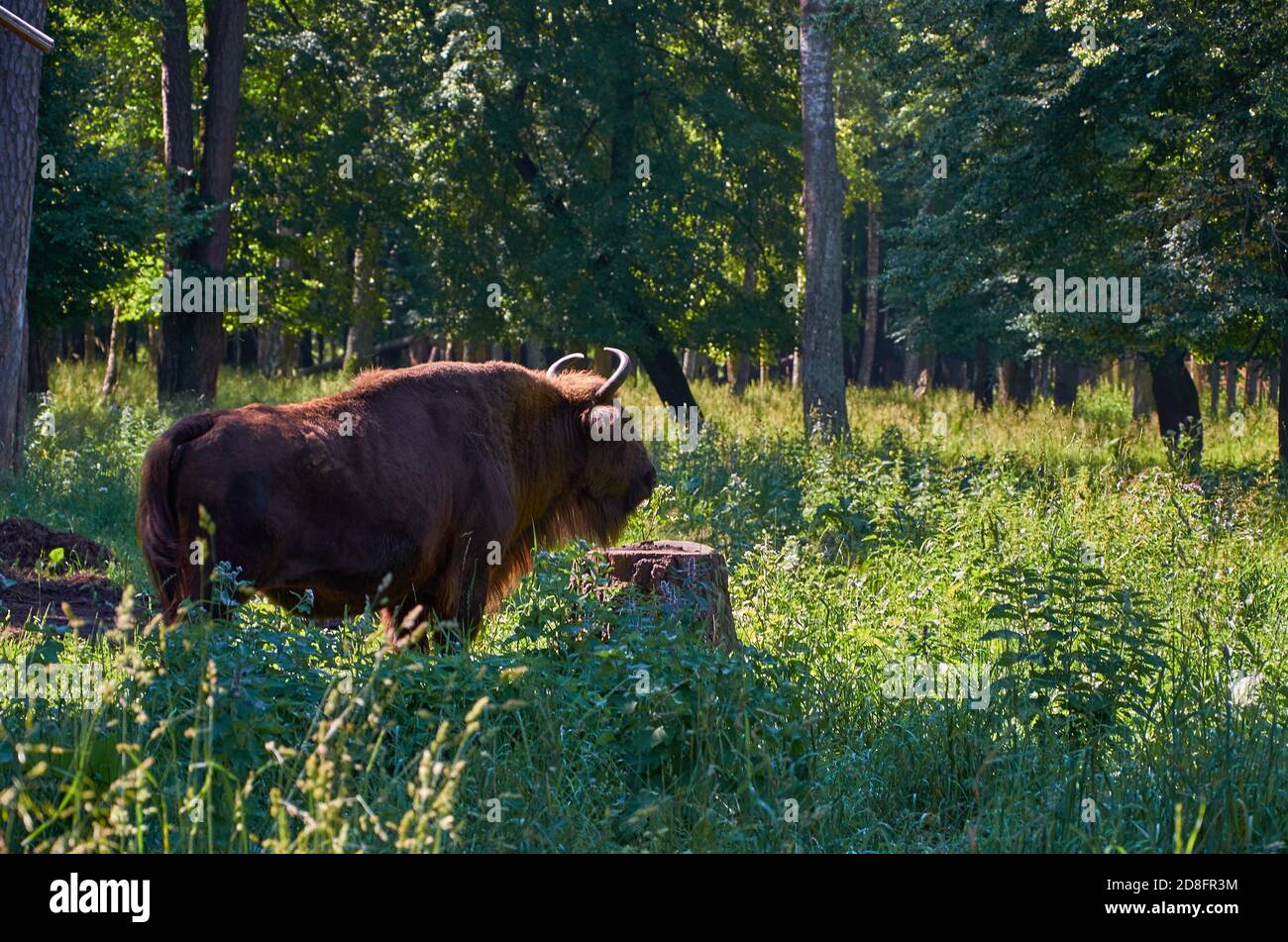 European tree of the year 2021 hi-res stock photography and images - Alamy