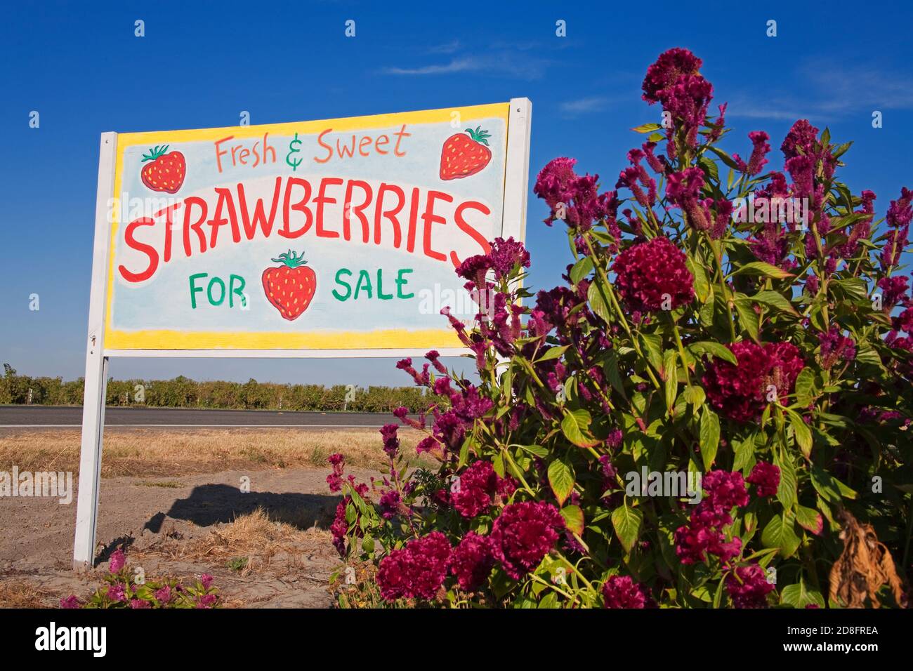 Strawberries for sale sign at fruit stand in Walnut Grove , Sacramento