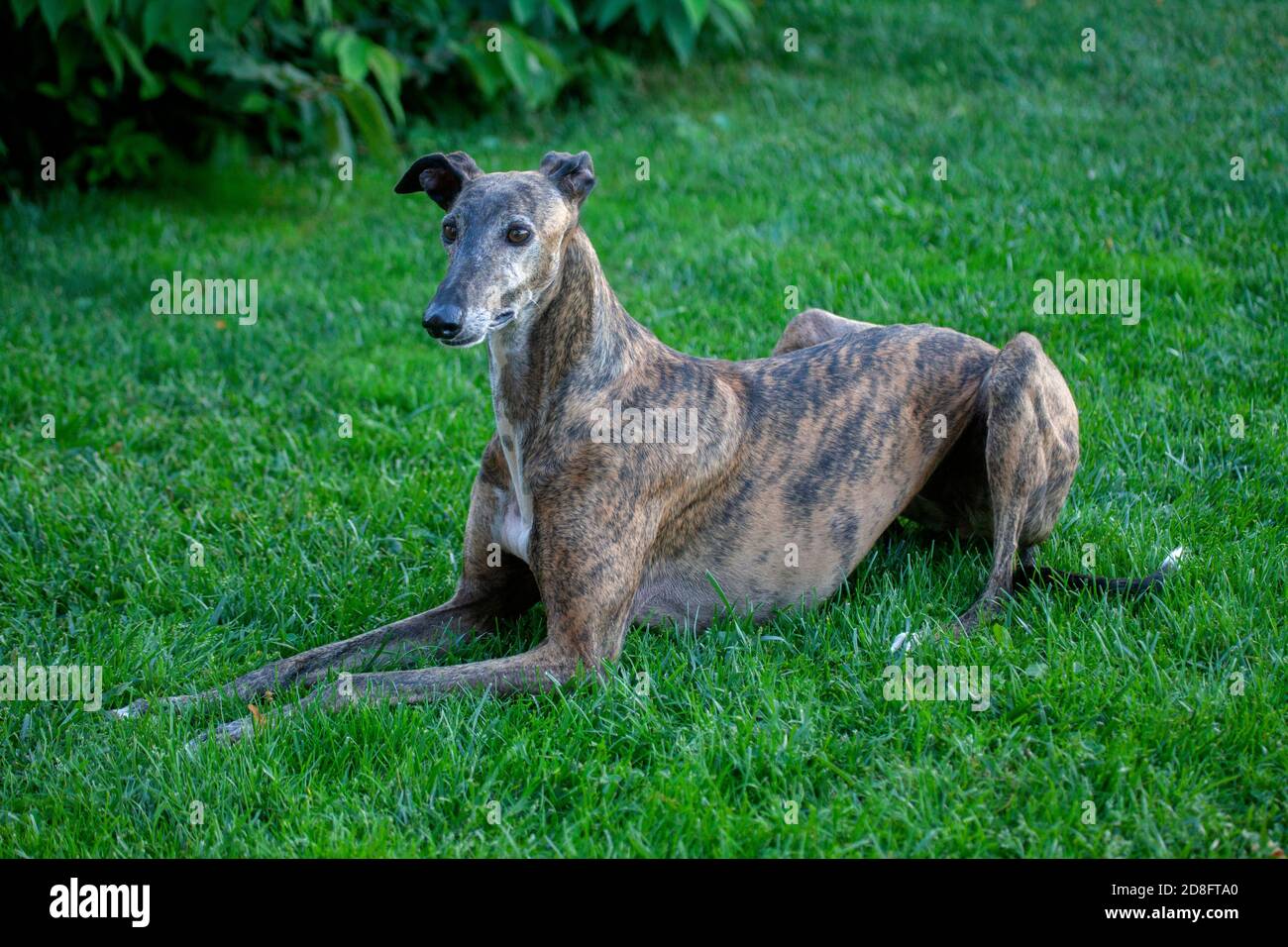 Spanish Galgo Paying Attention for Food After Jumping Around Stock Photo