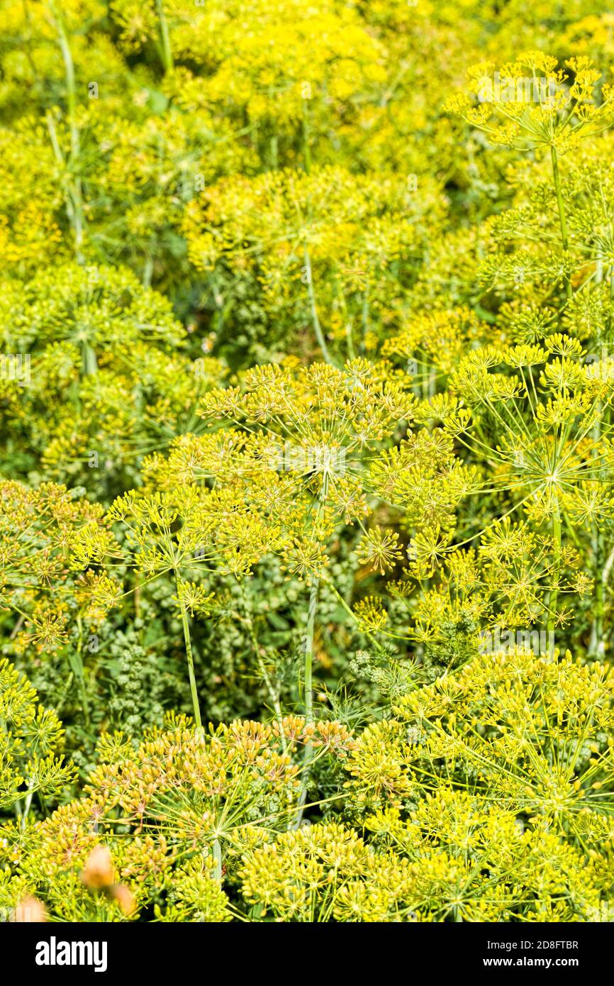 obtaining a harvest of high-quality dill products Stock Photo