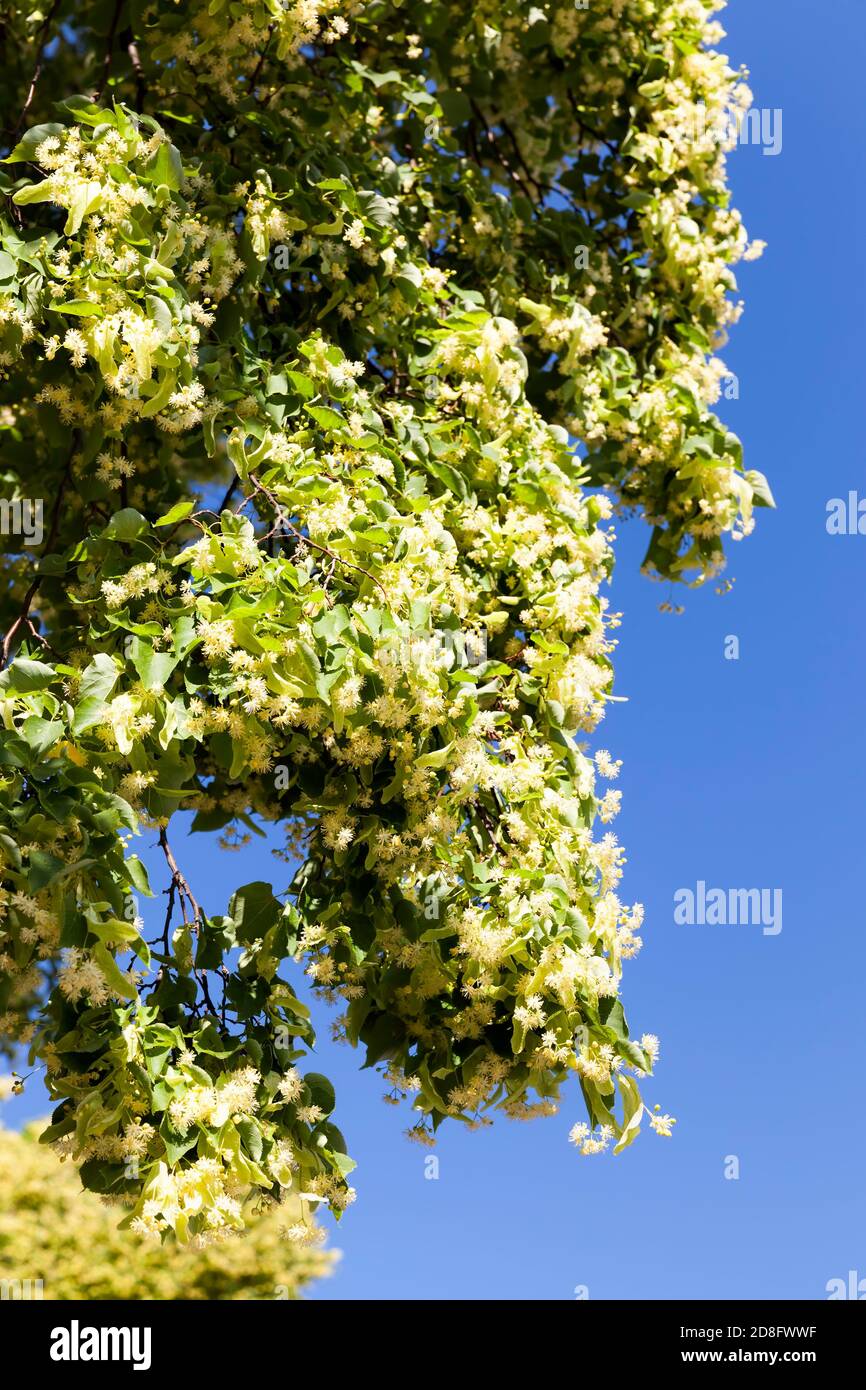 Linden tree blooming Stock Photo Alamy
