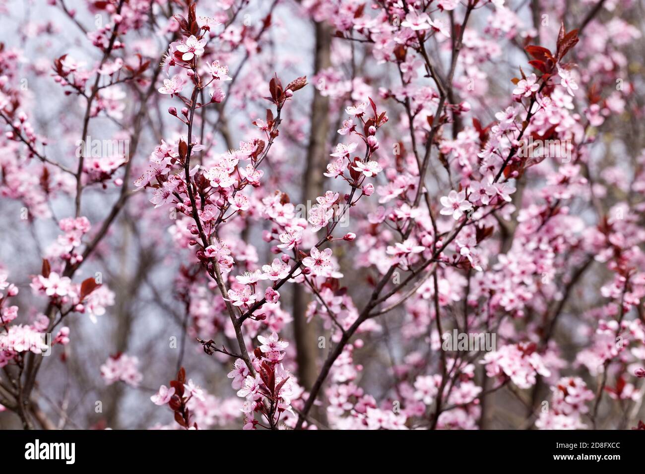 Illuminated border flower hi-res stock photography and images - Alamy