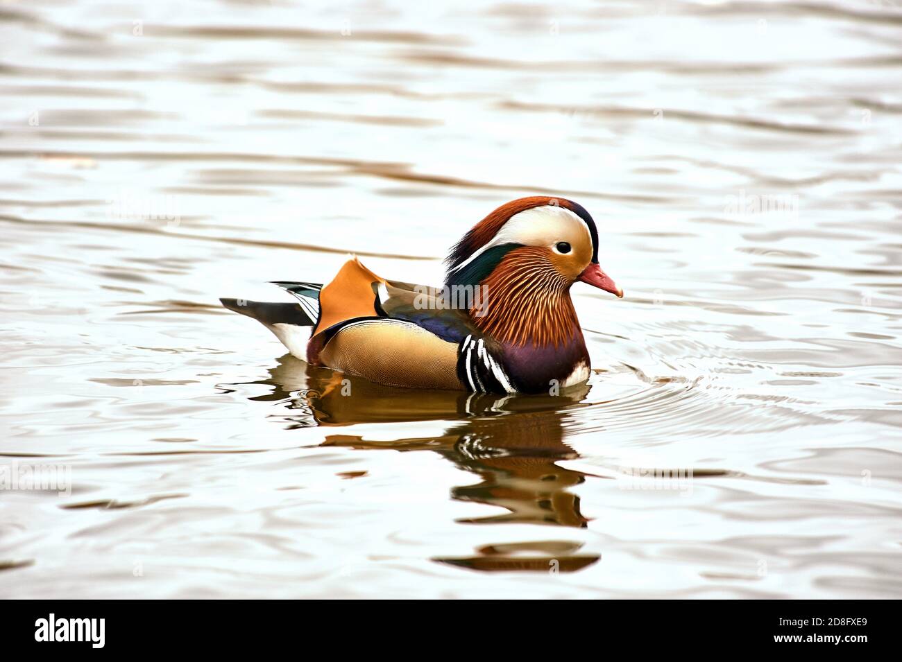 Mandarin duck swimming in a pond Stock Photo - Alamy