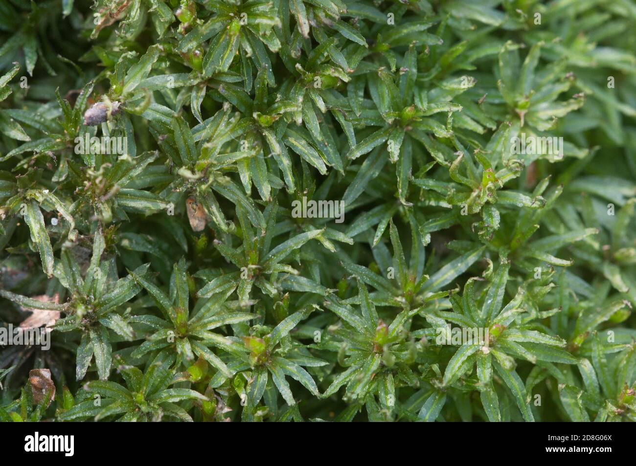 Moss (Atrichum undulatum) close up shot local focus Stock Photo