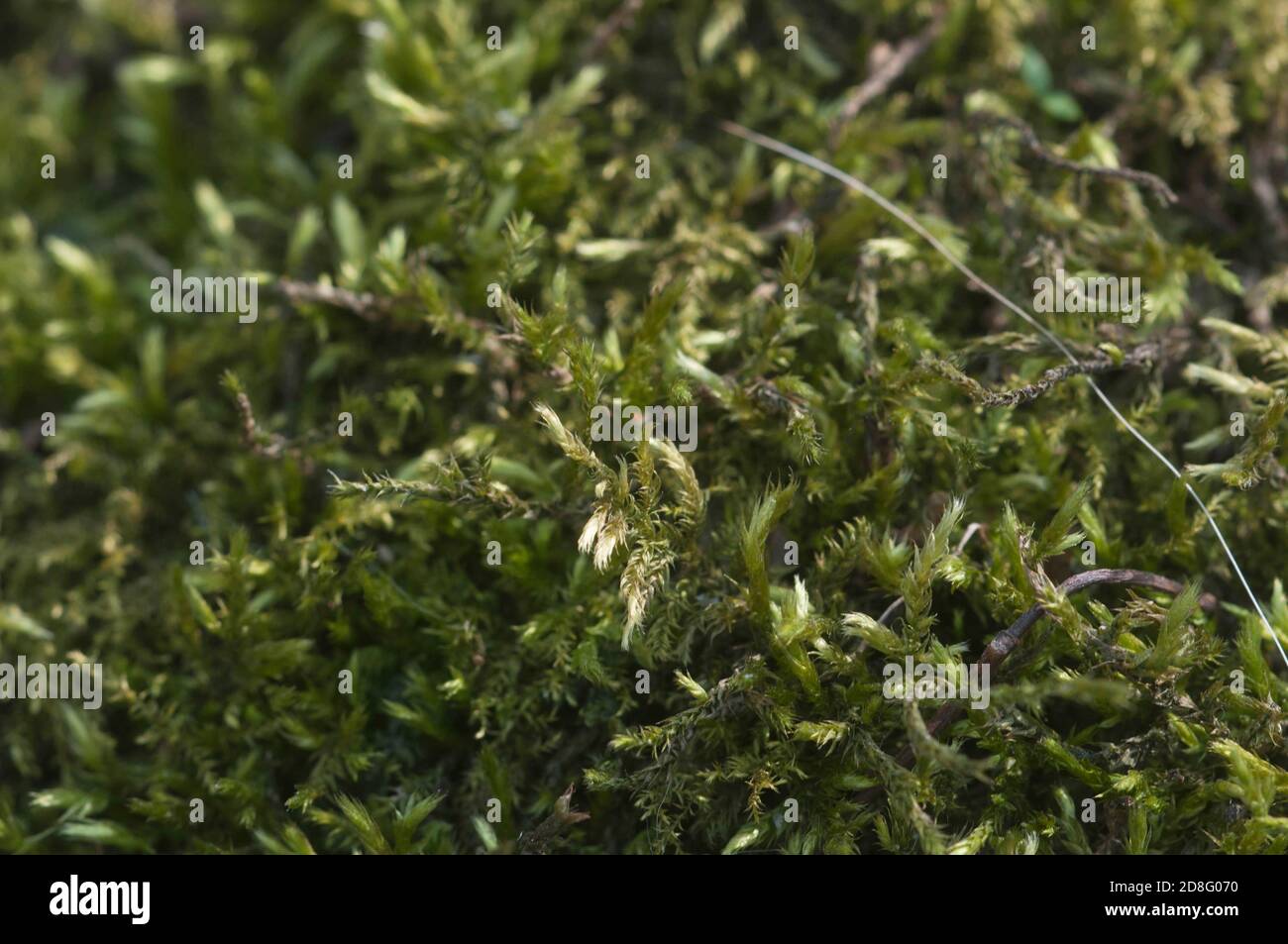 Moss (Hypnum cupressiforme) close up shot local focus Stock Photo