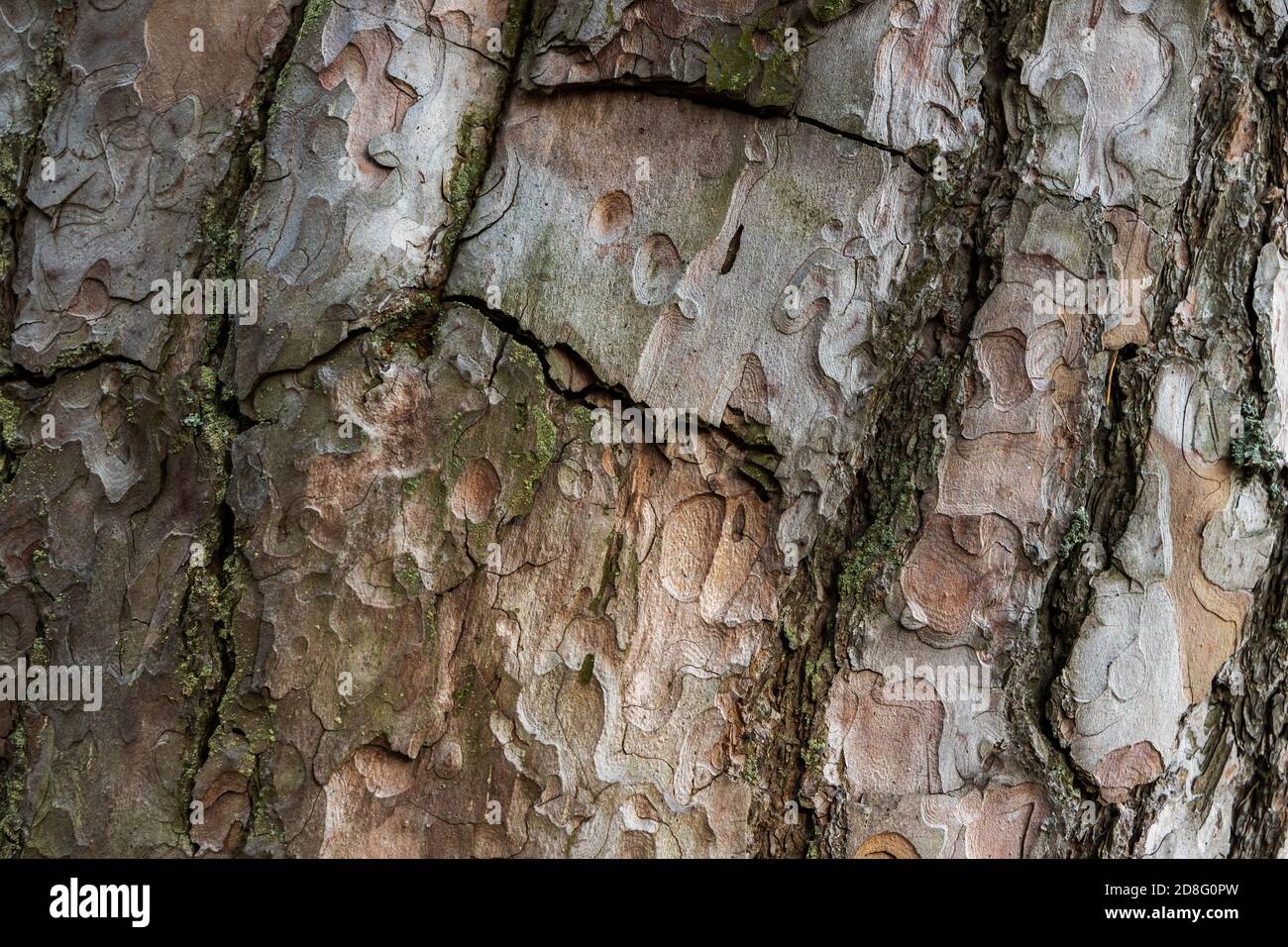 Natural pine tree bark, close up photo, background texture Stock Photo