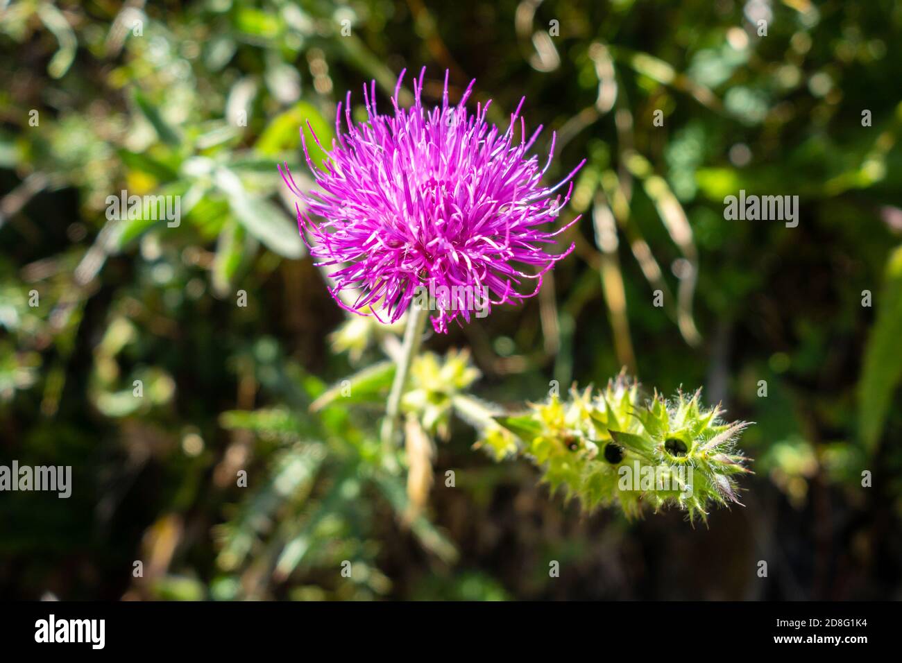 Cirsium flowers close up view in Vanoise national Park, France Stock Photo