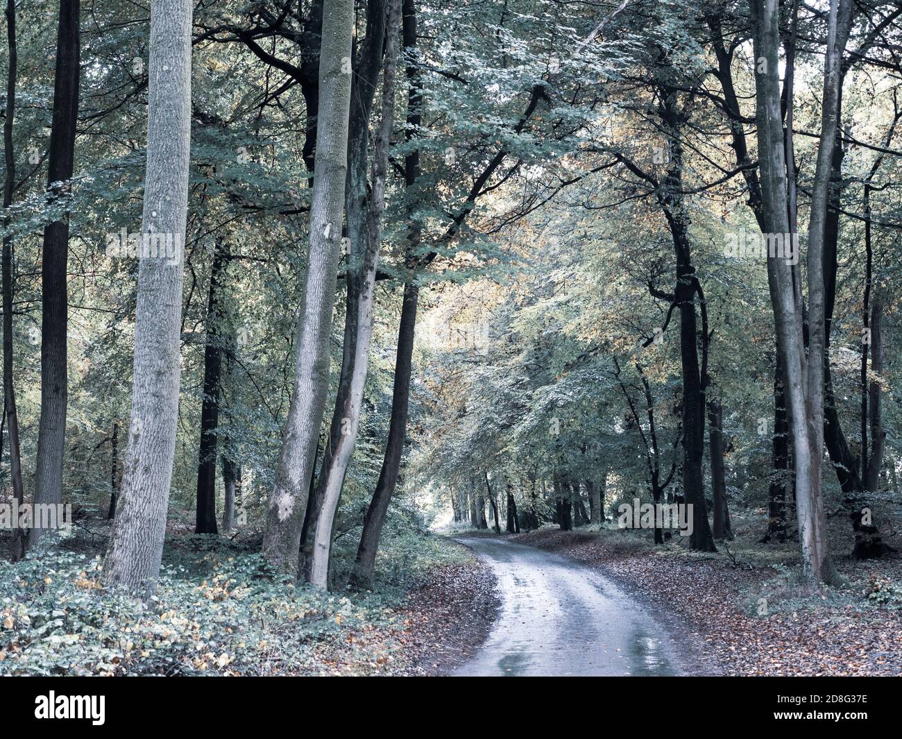 Black and White Landscape, Winding Road The Chilterns, Marks Corner ...